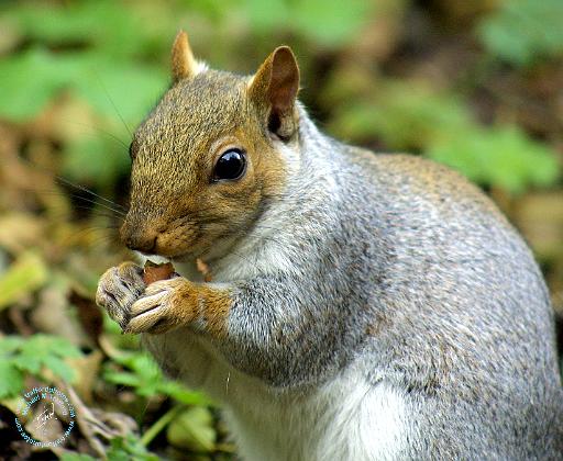 Grey Squirrel 9P52D-127.JPG